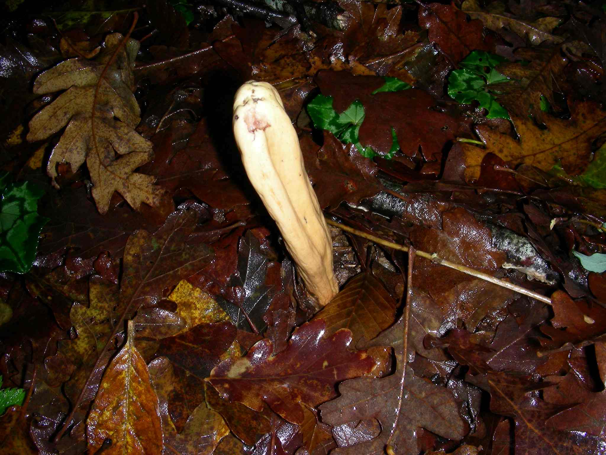 1860 Dicembre vecchio ritrovamento